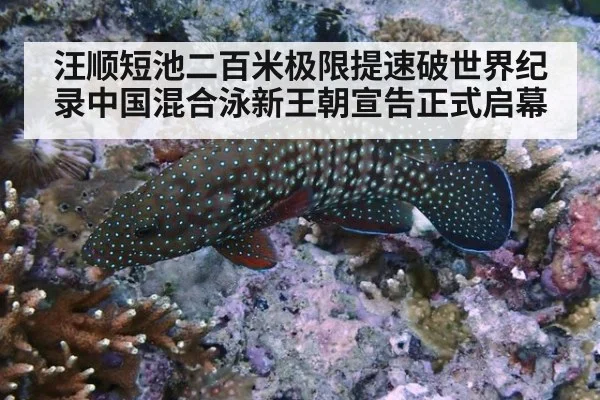 汪顺短池二百米极限提速破世界纪录中国混合泳新王朝宣告正式启幕